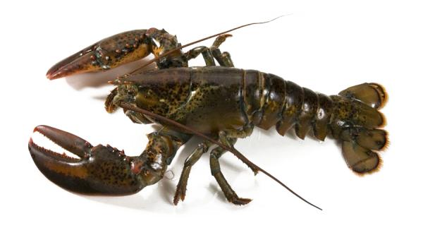 Lobster Alaska